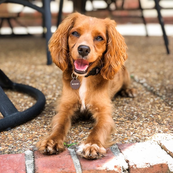 Meet your Posher, Paaton - Picture 2 of 2